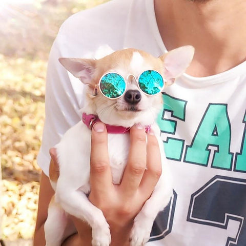 Image of Dog Sunglasses