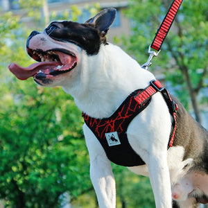 Coast FX Neoprene Padded Safety Dog Harness